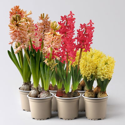 Hyazinthe gelb, orange & rot, vorgetrieben, Topf-Ø 12 cm, 6 Pflanzen