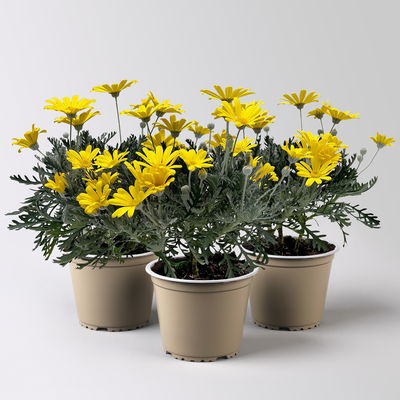 Gelbe Margerite, gelb, Topf-Ø 14 cm, 3 Pflanzen