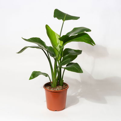 Strelitzia, Topf-Ø 21 cm, Höhe ca. 70-100 cm