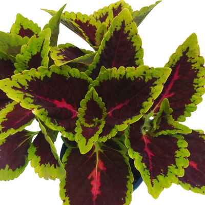 Buntnessel 'Alligator Alley', grün-pink-dunkelrot, Topf-Ø 12 cm, 6 Pflanzen