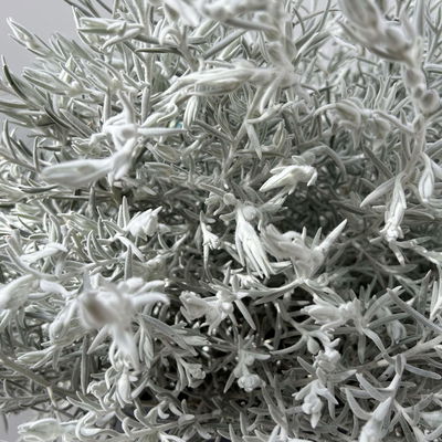 Emustrauch, lila, Topf-Ø 27 cm Emustrauch, lila, Topf-Ø 27 cm