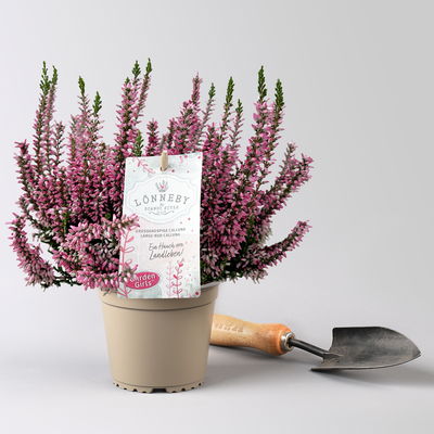 Calluna 'Garden Girls® Lönneby', lila, Topf-Ø 13 cm, 6 Pflanzen