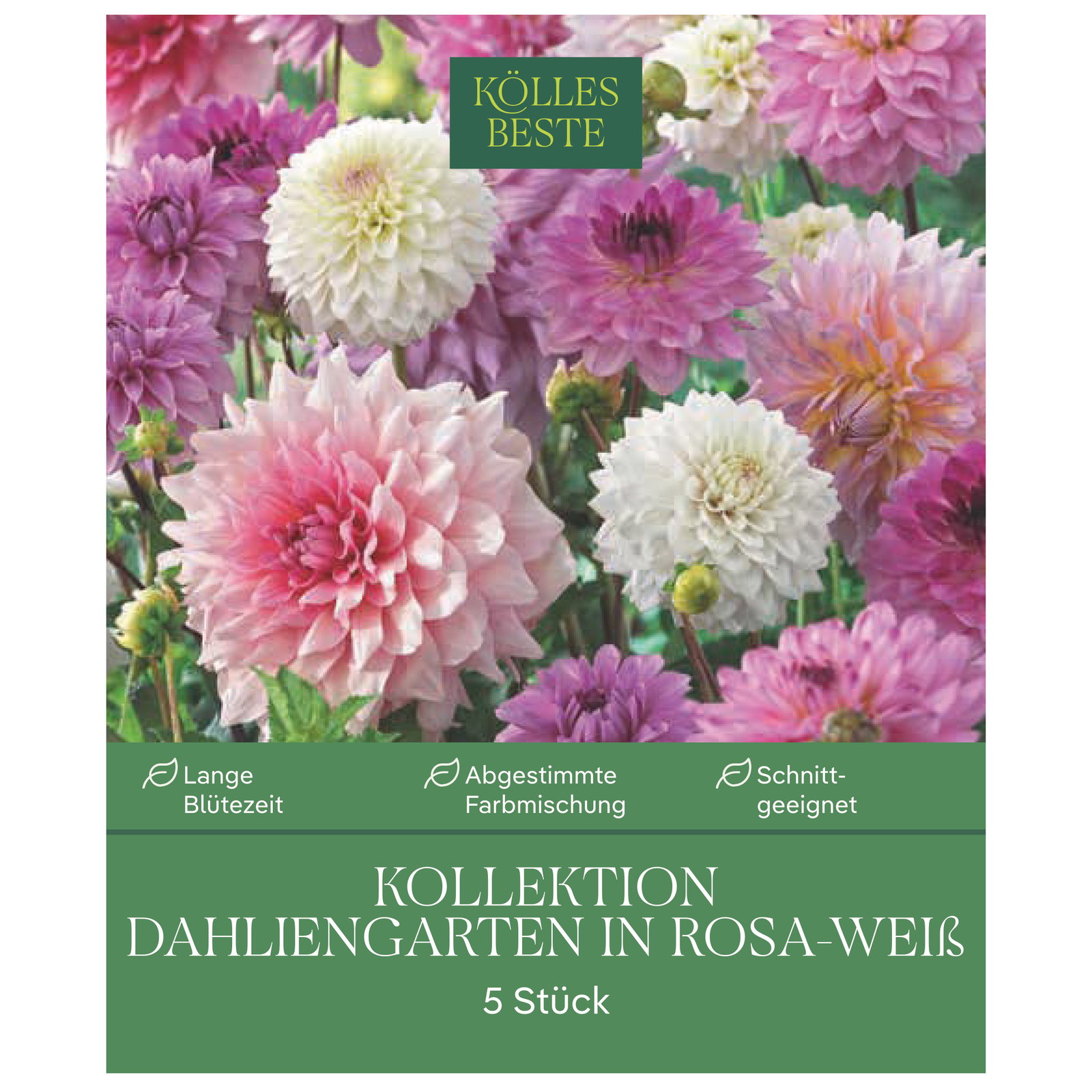 Kölles Beste Dahlien-Kollektion Dahliengarten rosa-weiß, 5 Blumenknollen