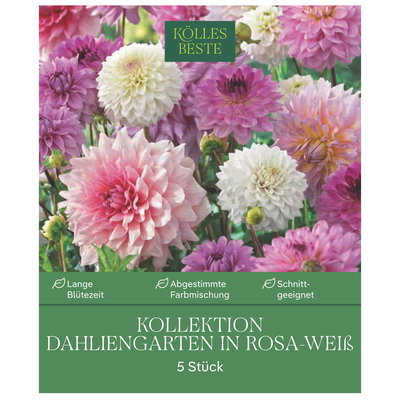 Kölles Beste Dahlien-Kollektion Dahliengarten rosa-weiß, 5 Blumenknollen