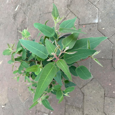 Zitronen-Eukalyptus, Busch, Topf-Ø 17 cm, 2 Pflanzen Zitronen-Eukalyptus, Busch, Topf-Ø 17 cm, 2 Pflanzen