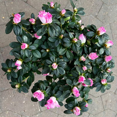 Azalee, Stamm, Farbe zufällig, Topf-Ø 13cm, Höhe ca. 45 cm, 2 Pflanzen Azalee, Stamm, Farbe zufällig, Topf-Ø 13cm, Höhe ca. 45 cm, 2 Pflanzen