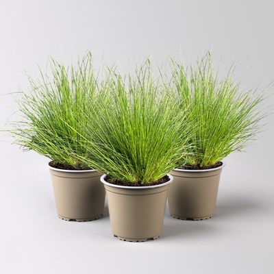 Bio Schaf-Schwingel 'Bernie Green', Topf-Ø 12 cm, 3 Pflanzen Bio Schaf-Schwingel 'Bernie Green', Topf-Ø 12 cm, 3 Pflanzen
