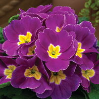 Pflanzen-Set Lila Frühlingsboten, 12 Pflanzen inkl. Erde