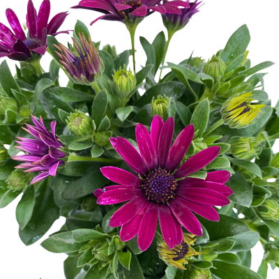 Kapkörbchen lila, Topf-Ø 12 cm, 6er-Set