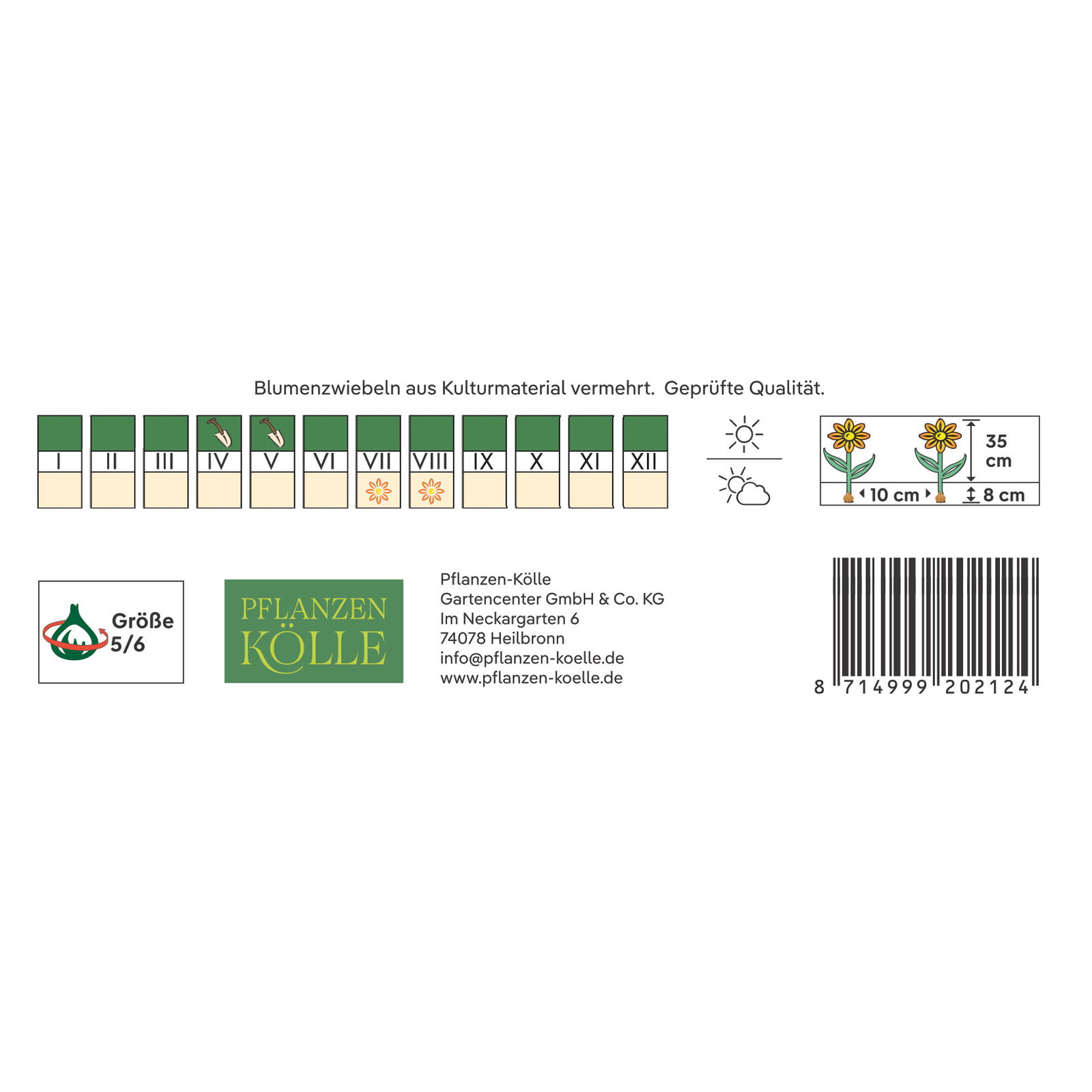 Kölles Beste Ranunkel 'Picotee Café', 10 Blumensamen