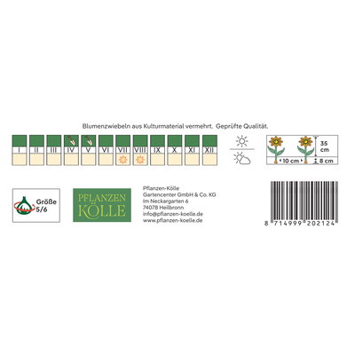 Kölles Beste Ranunkel 'Picotee Café', 10 Blumensamen