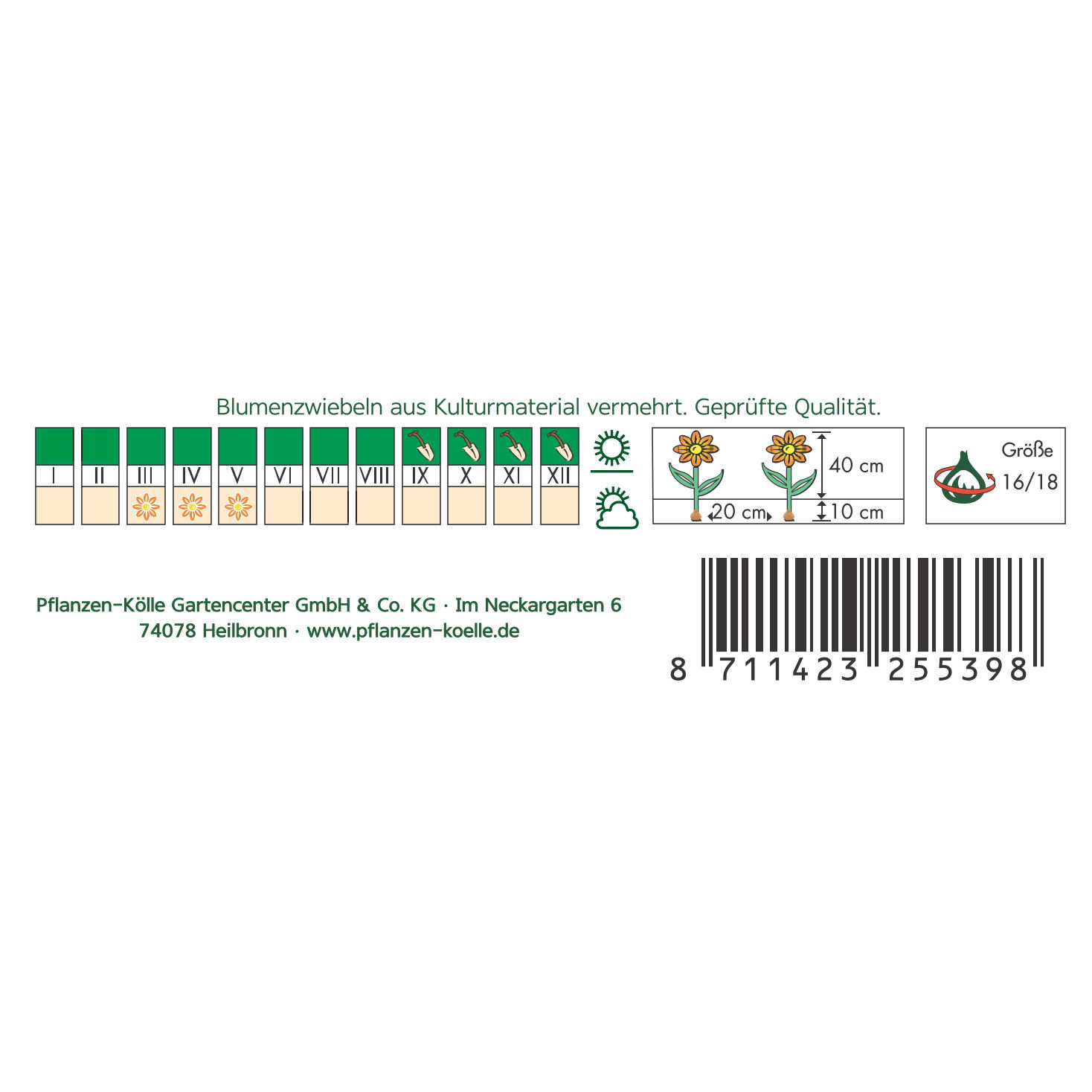 XXL Gefüllte Narzissen Tahiti gelb/orange, 5 Blumenzwiebeln