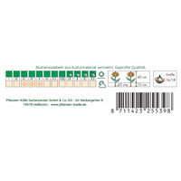 XXL Gefüllte Narzissen Tahiti gelb/orange, 5 Blumenzwiebeln