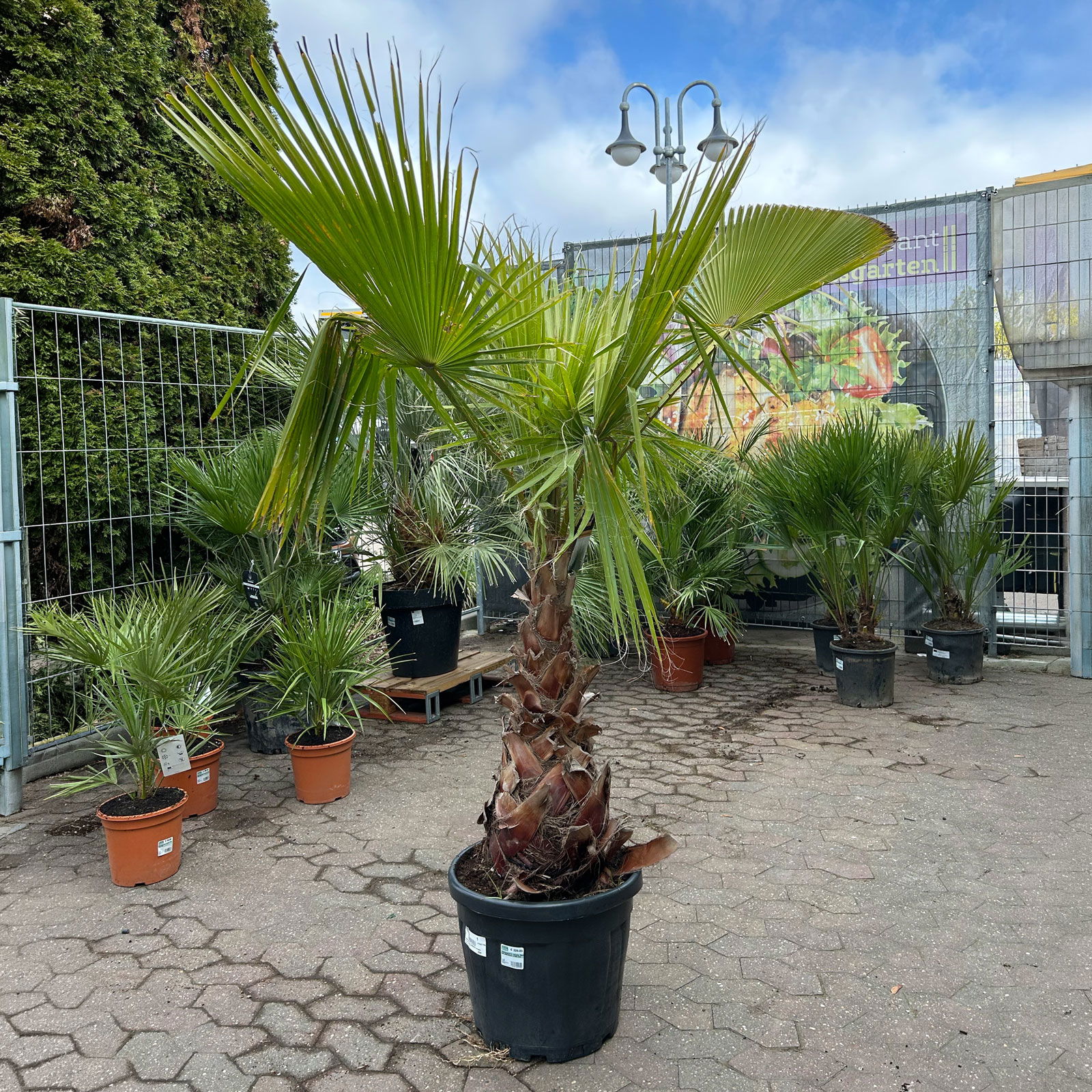 Washingtonia robusta, Stamm, Topf 65 Liter, Höhe ca. 180-200 cm