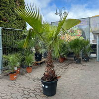 Washingtonia robusta, Stamm, Topf 65 Liter, Höhe ca. 180-200 cm