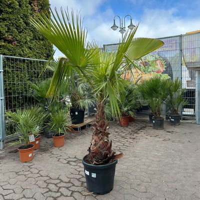 Washingtonia robusta, Stamm, Topf 65 Liter, Höhe ca. 180-200 cm