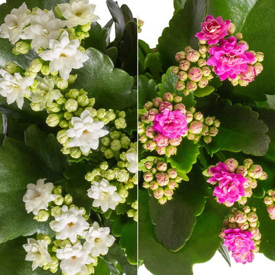 Kalanchoe 'Calandiva'®, weiß&violett, Topf-Ø 12 cm, Höhe ca. 20-30 cm, 6er-Set