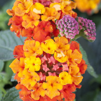 Wandelröschen, orange, Topf-Ø 27 cm