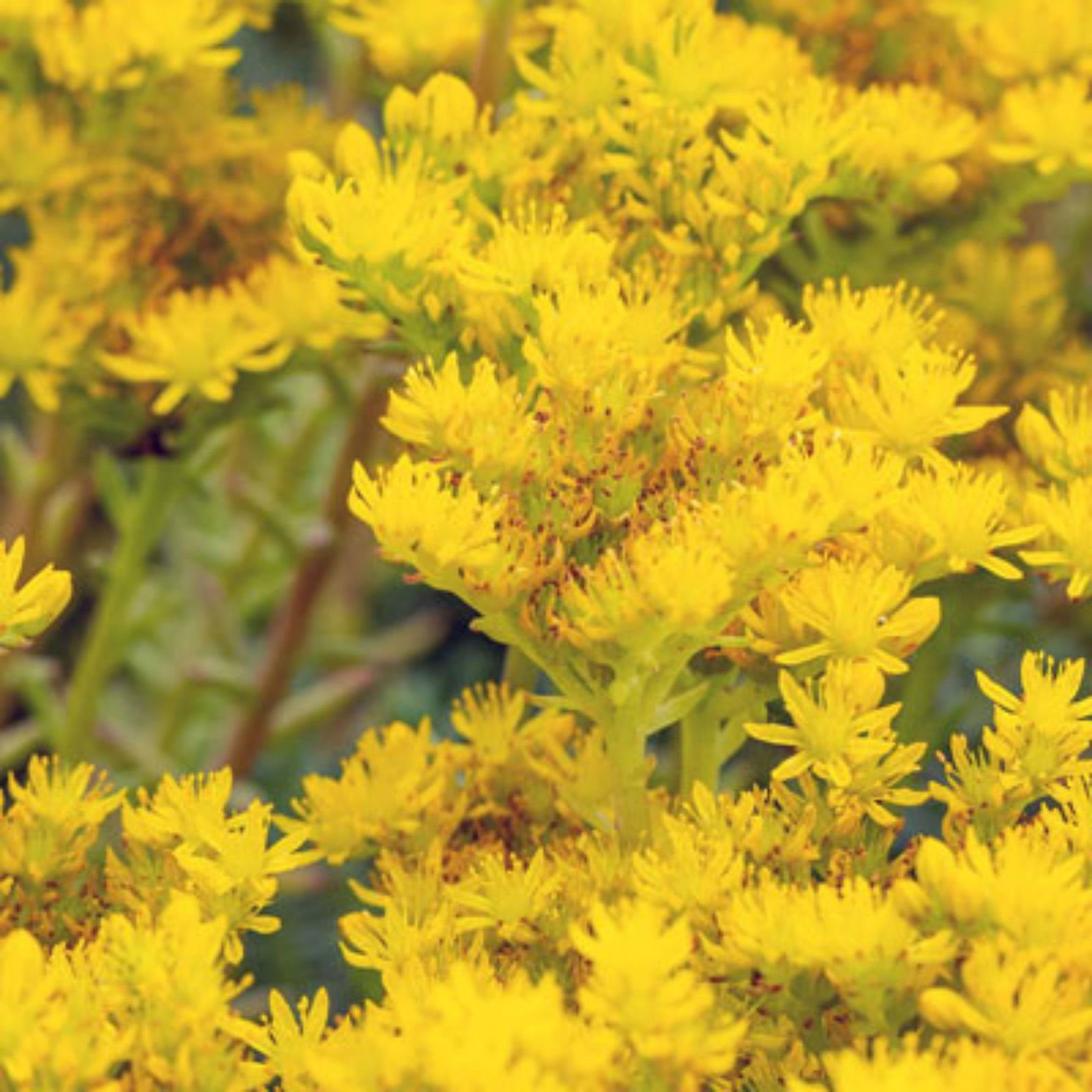 Sedum