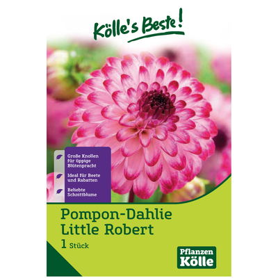 Dahlie 'Little Robert', rosa/weiß, 1 Blumenknolle