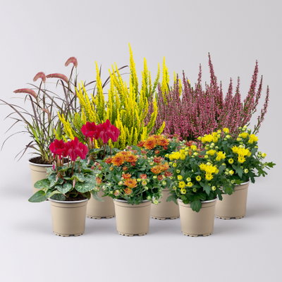 Pflanzenkreation Bunter Herbst, 12 Pflanzen Pflanzenkreation Bunter Herbst, 12 Pflanzen