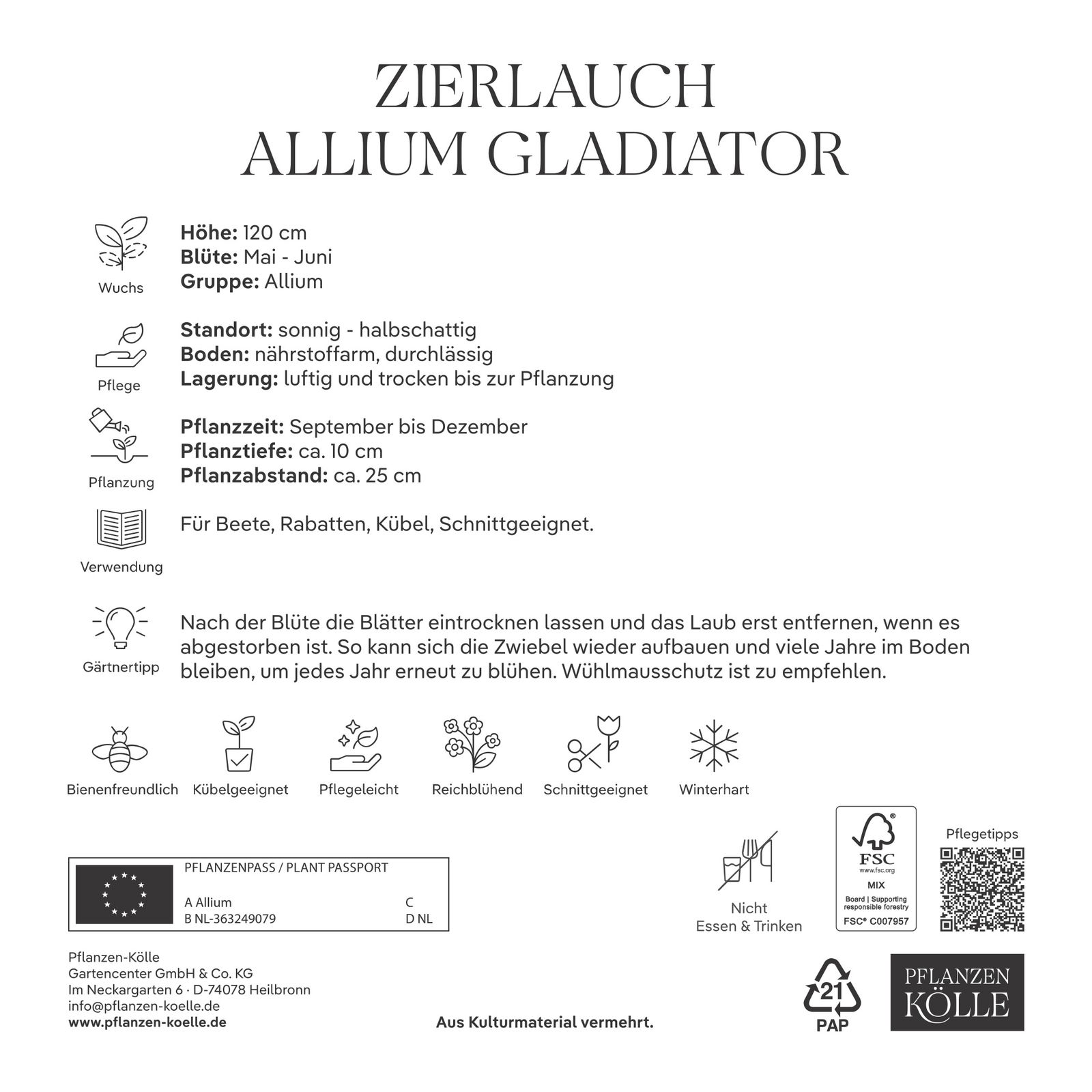 Allium Gladiator (Zierlauch) lila, 5 Blumenzwiebeln
