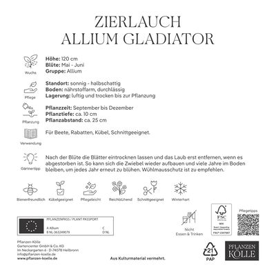 Allium Gladiator (Zierlauch) lila, 5 Blumenzwiebeln