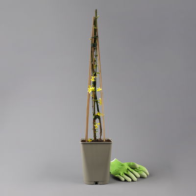 Echter Winterjasmin, 2er Set, Jasminum nudiflorum, gelb, im 15 cm Topf Echter Winterjasmin, 2er Set, Jasminum nudiflorum, gelb, im 15 cm Topf