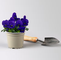 Hornveilchen, Farben zufällig Topf-Ø 12 cm, 6 Pflanzen