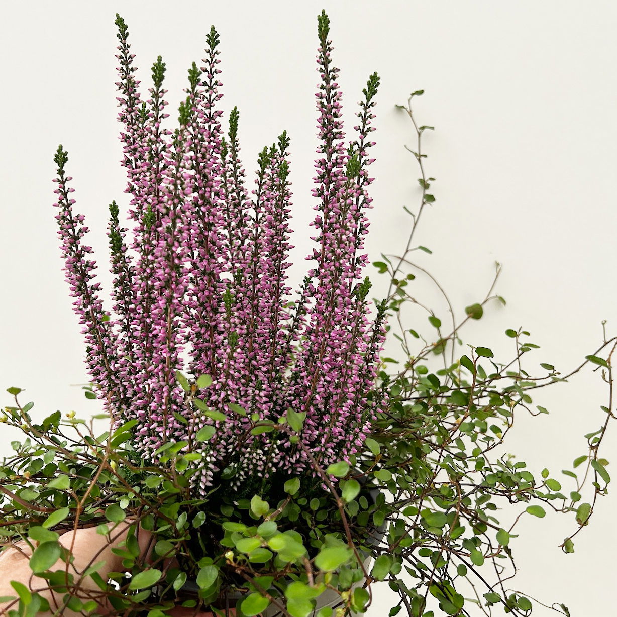 Knospenheide & Mühlenbeckia Duo, lila, Topf-Ø 13 cm, 6 Pflanzen