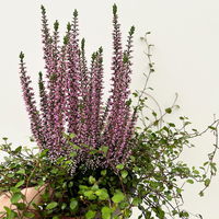 Knospenheide & Mühlenbeckia Duo, lila, Topf-Ø 13 cm, 6 Pflanzen