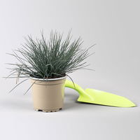 Blauschwingel 'Compact Blue', Topf-Ø 10,5 cm, 6 Pflanzen