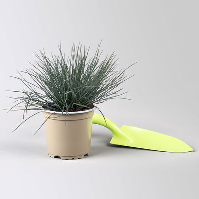 Blauschwingel 'Compact Blue', Topf-Ø 10,5 cm, 6 Pflanzen