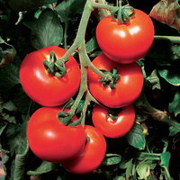 Bio Tomate Rot-Rund 'Previa', Topf-Ø 12 cm, 3 Pflanzen