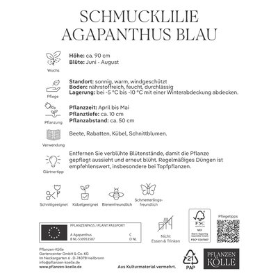 Kölles Beste Schmucklilie (Agapanthus) blau, 3 Blumenzwiebeln