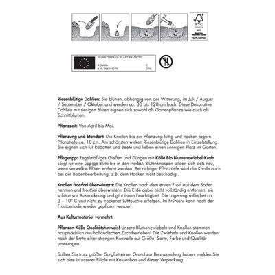 Riesenblütige Dahlie 'Le Baron' violett, 1 Blumenknolle Riesenblütige Dahlie 'Le Baron' violett, 1 Blumenknolle