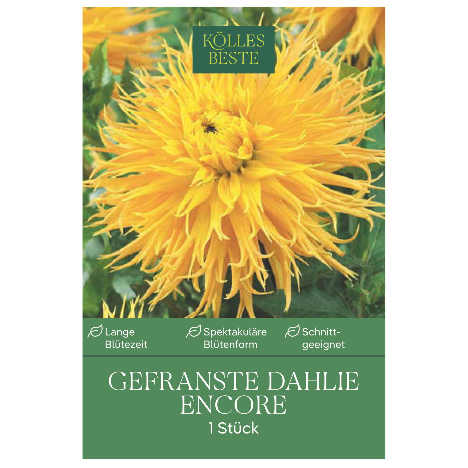 Kölles Beste Gefranste Dahlie Encore gelb, 1 Blumenknolle
