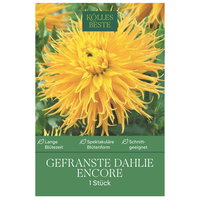 Kölles Beste Gefranste Dahlie Encore gelb, 1 Blumenknolle