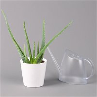 Aloe vera in Keramiktopf Dallas weiß, Topf-Ø 12 cm, Höhe ca. 20-35 cm, 2er-Set
