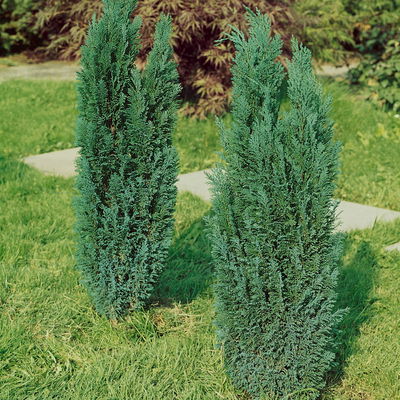 Blaue Kegelzypresse 'Ellwoodii' Blaue Kegelzypresse 'Ellwoodii'