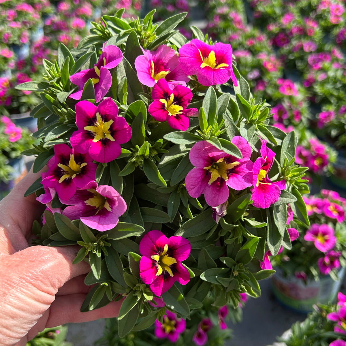 Zauberglöckchen, pink-gelb, Topf-Ø 13 cm, 6 Pflanzen