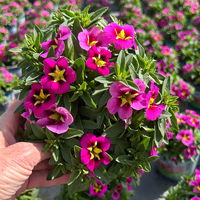 Zauberglöckchen, pink-gelb, Topf-Ø 13 cm, 6 Pflanzen