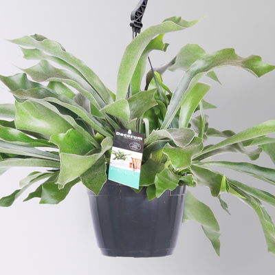 Geweihfarn, Ampeltopf-Ø 18 cm, Höhe ca. 35 cm