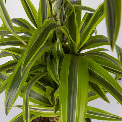 Duftender Drachenbaum 'Lemon Lime', verzweigt, Topf-Ø 24 cm, Höhe ca. 80 cm