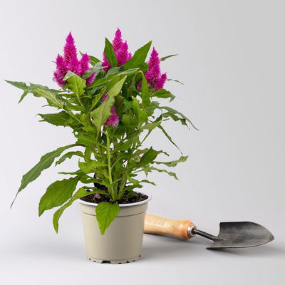 Celosia 'Deep Purple', pink, Topf 12 cm Ø, 6 Pflanzen