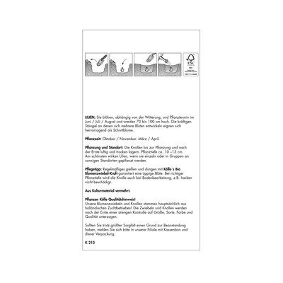 XXL Trompetenlilien Golden Splendour gelb, 2 Blumenknollen