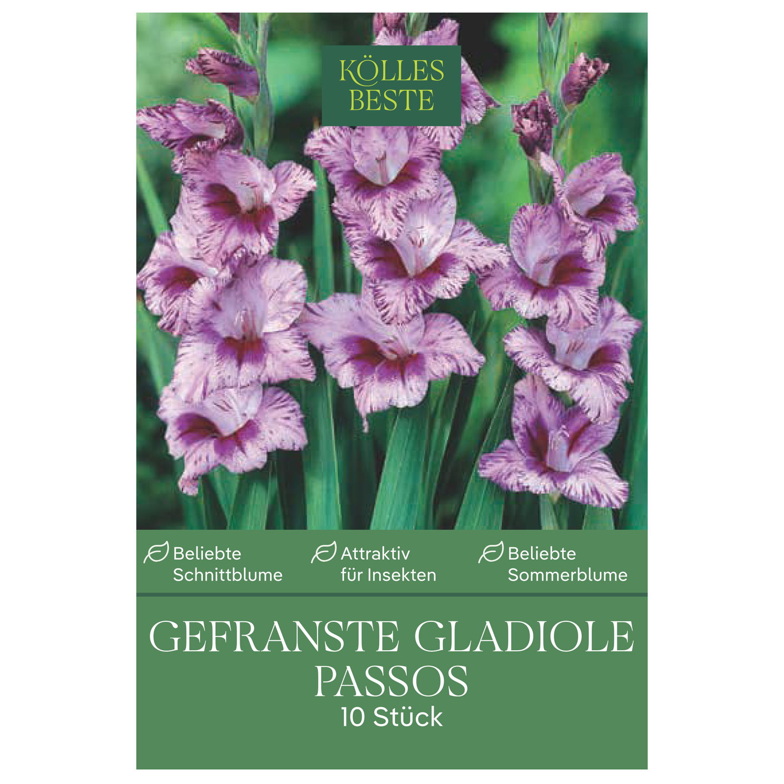 Kölles Beste Blumensamen, Gefranste Gladiole Passos