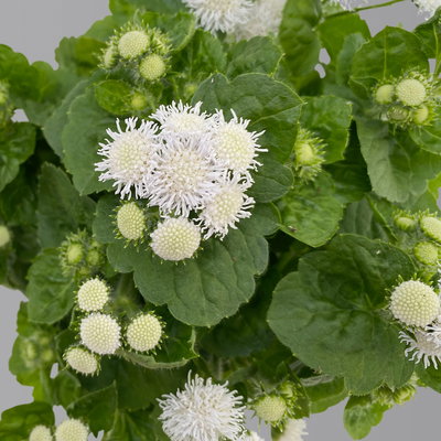 Leberbalsam weiß, Topf-Ø 12 cm, 6er-Set