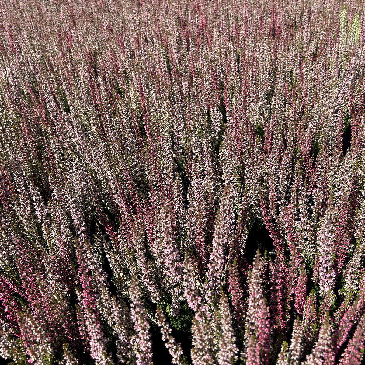 Calluna 'Twin', Farben zufällig, Topf-Ø 10,5 cm, 6 Pflanzen
