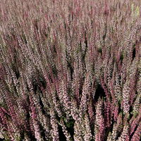 Calluna 'Twin', Farben zufällig, Topf-Ø 10,5 cm, 6 Pflanzen